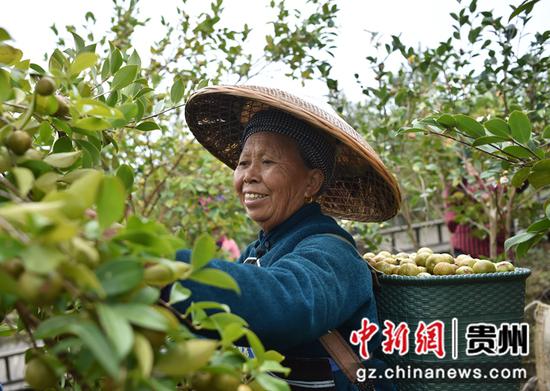 2021年10月28日，农民在贵州省铜仁市松桃苗族自治县正大镇长征村油茶种植基地采摘油茶。