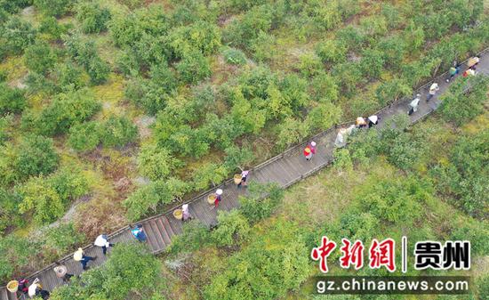2021年10月28日，农民在贵州省铜仁市松桃苗族自治县正大镇长征村油茶种植基地采摘油茶。