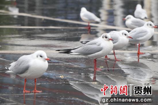 红嘴鸥在毕节金海湖新区越冬