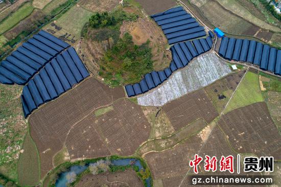2021年10月30日拍摄的贵州省黔西市洪水镇750亩羊肚菌种植基地一角（无人机照片）。