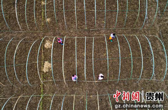 2021年10月30日，贵州省黔西市洪水镇750亩羊肚菌种植基地，村民搭建简易大棚（无人机照片）。