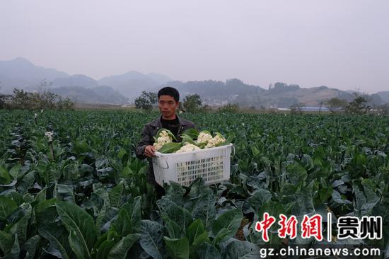 贵州福泉：蔬菜种植扩宽致富路