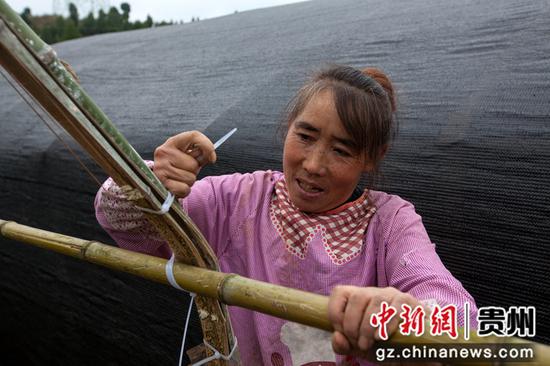2021年10月30日，贵州省黔西市洪水镇750亩羊肚菌种植基地，村民搭建简易大棚。