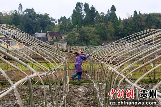 2021年10月30日，贵州省黔西市洪水镇750亩羊肚菌种植基地，村民搭建简易大棚。