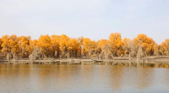 来自宁波市的游客来到了库车市塔里木乡原生态胡杨林,金黄色的树叶与