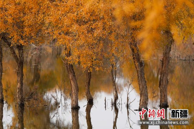 尉犁县罗布淖尔国家湿地公园， 金色胡杨倒映在湖水中，美如油画。庞博 摄 