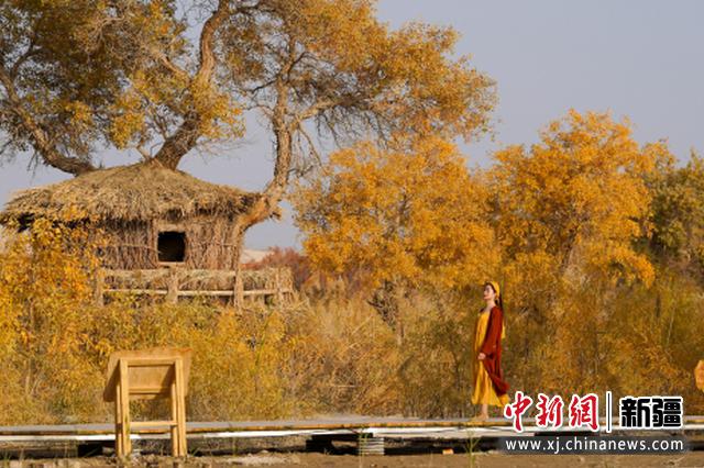 尉犁县罗布人村寨景区，游客在金色胡杨间游玩、留影。庞博 摄 