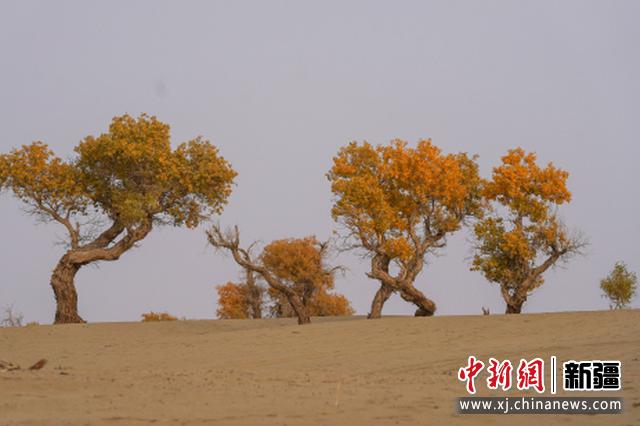 尉犁县罗布淖尔国家湿地公园，沙漠中的金色胡杨千姿百态。庞博 