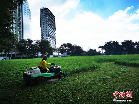 11月2日，菲律宾大马尼拉地区BGC环球城环卫工人修剪草坪整理社区环境，迎接圣诞新年季。菲律宾疫情趋缓，2日确诊病例下降至2303例，为8个月来新低。 中新社记者 关向东 摄