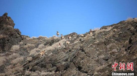 摄影人除了记录下了盘羊、鹅喉羚等野生动物的行踪轨迹外，还拍摄到了珍稀野生动物猞猁的珍贵影像。　巴合提别克·阿什木汗 摄