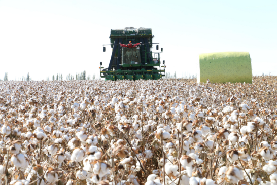 一八四團10萬畝棉花全部采收完畢