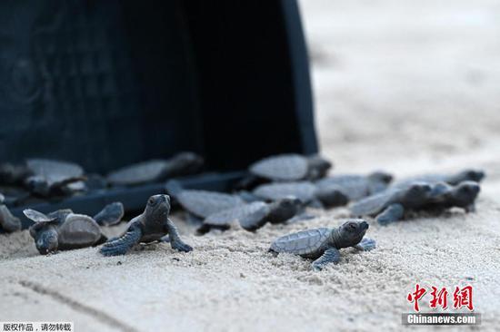 当地时间2021年11月1日，新加坡圣淘沙，圣淘沙开发公司的环境管理团队9月初发现了玳瑁幼龟的巢穴，放生了85只玳瑁幼龟。