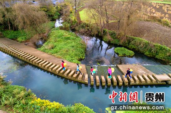 2021年11月4日，贵州省黔西市洪水镇新桥村金丝皇菊种植基地，村民背运刚采收的金丝皇菊（无人机照片）。