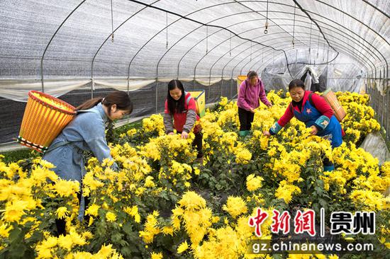 2021年11月4日，贵州省黔西市洪水镇新桥村金丝皇菊种植基地，村民忙着采收金丝皇菊。