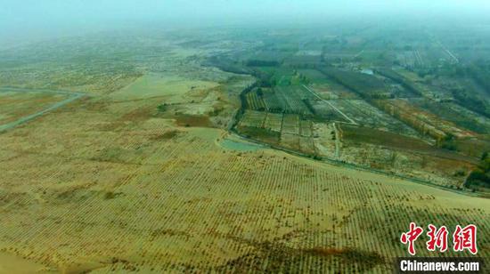 眼下，位于塔克拉玛干沙漠腹地的新疆巴州且末县近18万亩红枣喜获丰收。　巴特尔达拉 摄