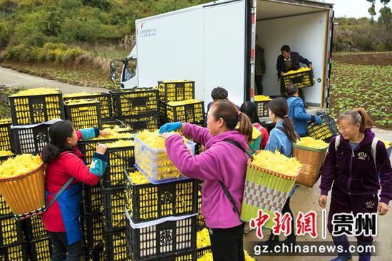 2021年11月4日，贵州省黔西市洪水镇新桥村金丝皇菊种植基地，村民装运刚采收的金丝皇菊。