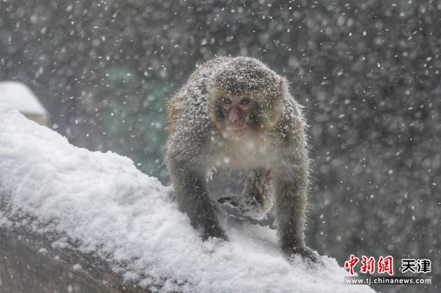 11月7日，天津动物园的一只猴子在雪中玩耍。 中新社记者 佟郁 摄