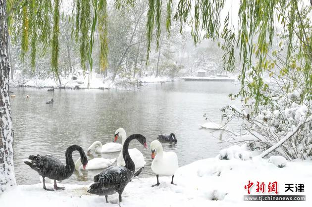 11月7日，天津动物园的天鹅在雪中嬉戏。 中新社记者 佟郁 摄