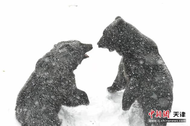 11月7日，天津动物园的两只黑熊在雪中玩耍。 中新社记者 佟郁 摄