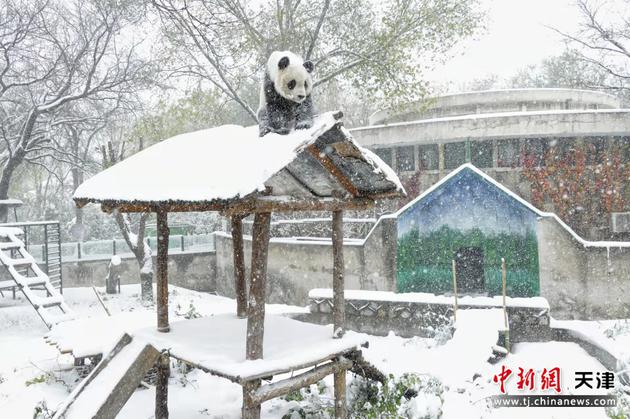 11月7日，天津动物园的一只大熊猫在雪中玩耍。 中新社记者 佟郁 摄