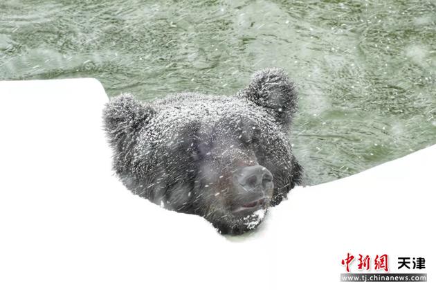 11月7日，天津动物园的一只黑熊在雪中“泡温泉”。 中新社记者 佟郁 摄