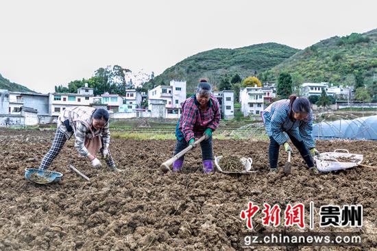 贵州省黔西市协和镇仡仲村，村民在清理土地杂质为种植羊肚菌做准备。