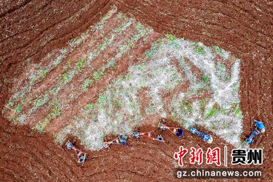 贵州省黔西市协和镇爱国村，村民在翻耕土地为冬种做准备。