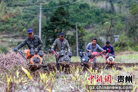 贵州省黔西市协和镇爱国村，村民在翻耕土地为冬种做准备