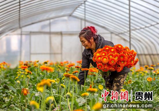 2021年11月7日，贵州省黔西市协和镇杨柳社区花卉产业园区，村民抢抓农时采摘鲜花供应市场。