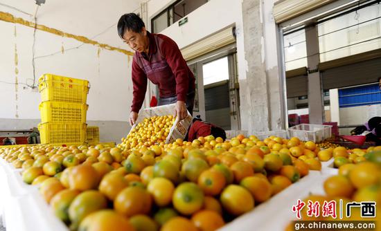 11月8日，在广西柳州市融安县电商园，一名工人在分拣金桔，准备上市销售。覃庆和 摄