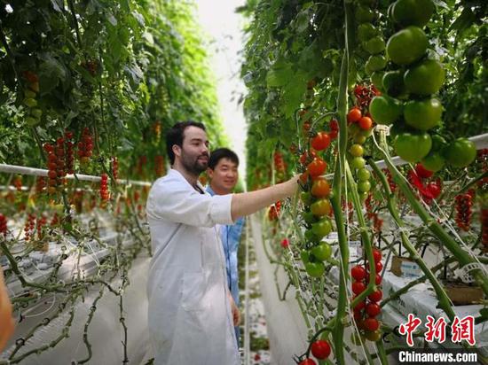 2018年，甘肃平凉市与海升集团签订了政企合作协议，欲依托欧盟种植技术加快农业现代化。（资料图）　崔琳　摄
