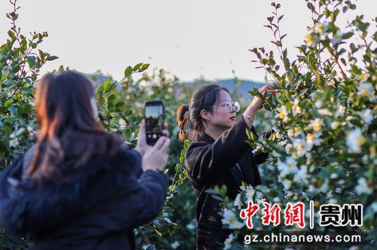 2021年11月8日，游人在贵州省玉屏侗族自治县茶花泉景区观赏油茶花。
