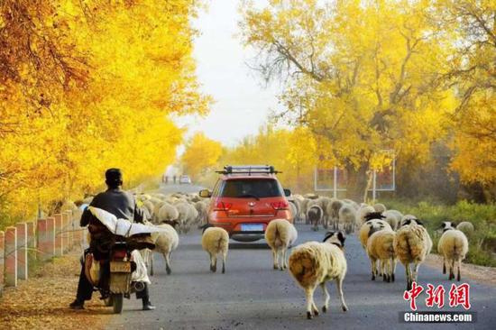　　新疆库尔勒市普惠，牧羊人赶着羊群走在胡杨林间小道。 闫新立 摄