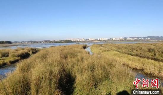 图为草海的湿地。　文旭　摄