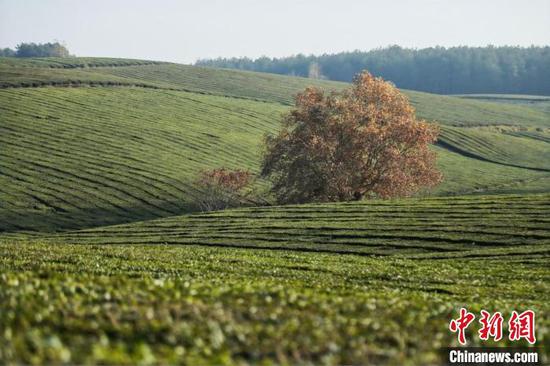 图为贵州茶园。　贵州省茶办供图