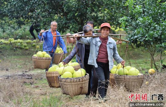 村民把柚子担出果园。 覃美 摄