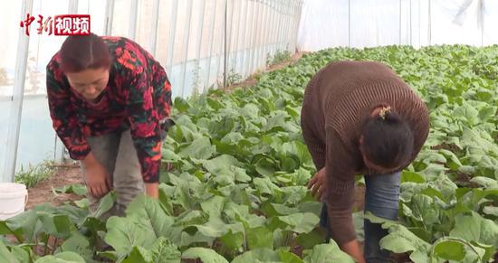 新疆喀什：戈壁村莊建起蔬菜大棚