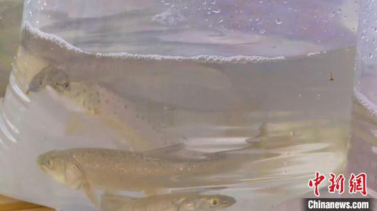  此次放流的扁吻鱼是子二代苗种，生长期均在三年以上。　郭玉顺　摄