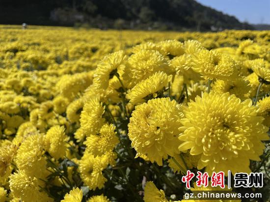 贵州金沙：“菊花经济”带活乡村旅游