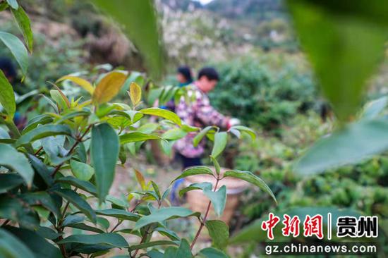 贵州绥阳：金银花产业迎来“二次丰收”