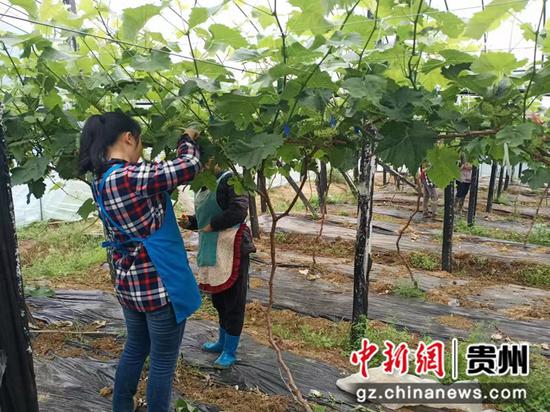 图为兴仁市大山镇猪槽箐村阳光玫瑰葡萄种植基地。