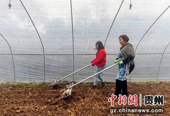 2021年11月16日，村民在贵州省黔西市文峰街道三角社区羊肚菌种植基地进行土地起垅。