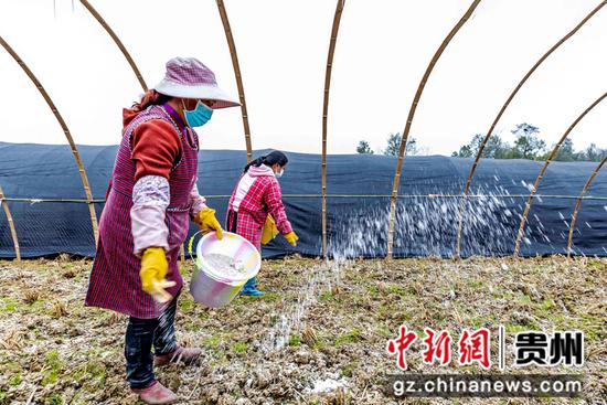 2021年11月15日，村民在黔西市杜鹃街道金钟社区羊肚菌种植基地撒石灰进行土地消毒。