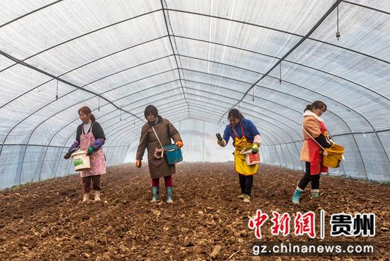 2021年11月16日，村民在贵州省黔西市文峰街道三角社区羊肚菌种植基地抛撒菌种。