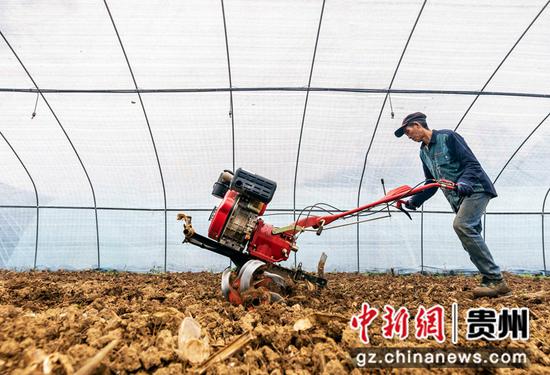 2021年11月16日，村民在贵州省黔西市文峰街道三角社区羊肚菌种植基地进行土地翻耕。