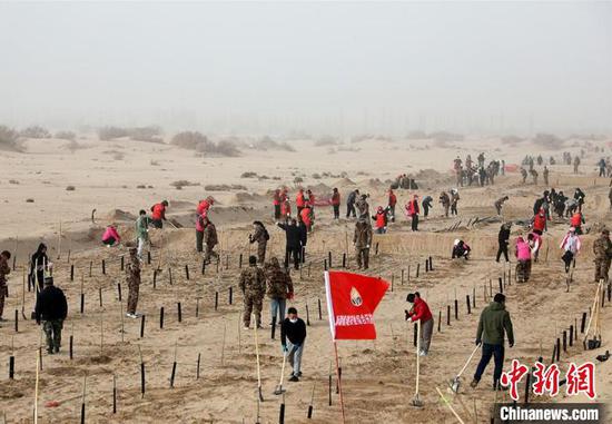 新疆兵團第一師阿拉爾市沙漠邊緣植樹造林筑“綠色長城”