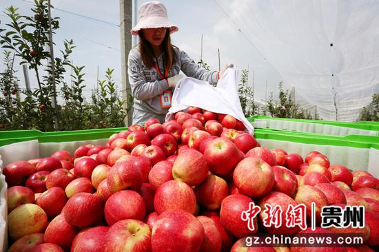威宁县海升苹果基地苹果丰收。何欢 摄