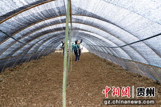 贵州黔西：冬播羊肚菌 开启致富金钥匙