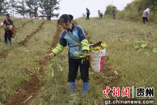贵州织金：初冬茶园管护忙 来年增收有保障