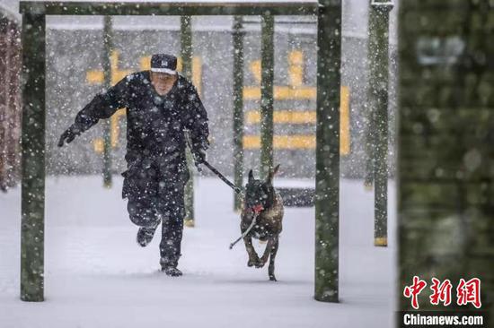 新疆鐵警開展降雪天氣下警犬訓練
